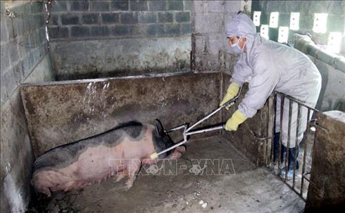 5 XÃ CỦA ĐIỆN BIÊN CÓ DỊCH TẢ LỢN CHÂU PHI